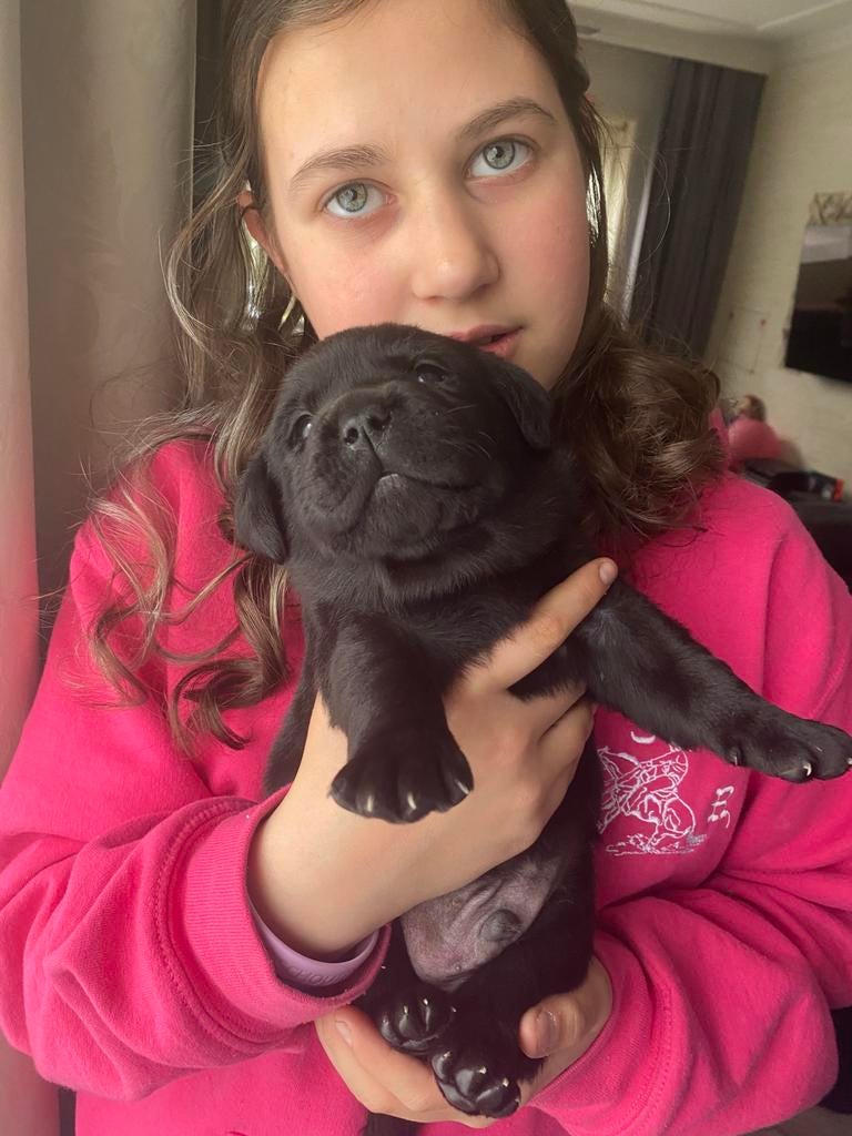 Labrador pups, België, Fokker | Hobbymatig, 8 tot 15 weken, Labrador retriever