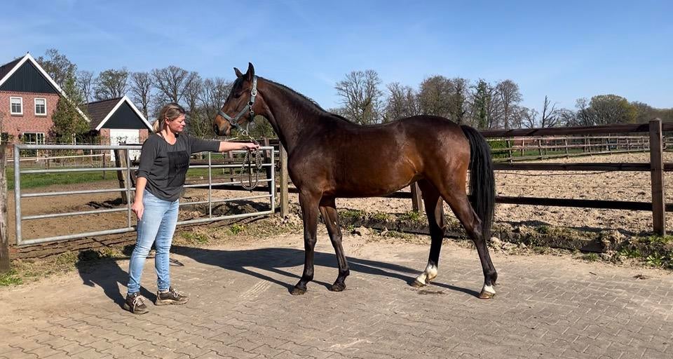 Goed springende 2-jarige merrie, Dieren en Toebehoren, Paarden, Merrie, Springpaard, Met stamboom, Niet van toepassing