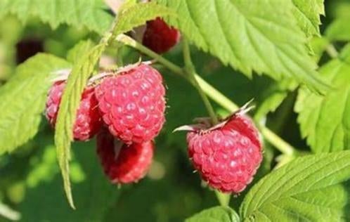 3 frambozenstruiken (rood of geel) voor 10 euro, Tuin en Terras, Planten | Fruitbomen, Ophalen, Minder dan 100 cm, Overige soorten