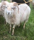 Ouessant rammen schapen, !! Afspraken nakomen !!, Dieren en Toebehoren, Mannelijk, Schaap
