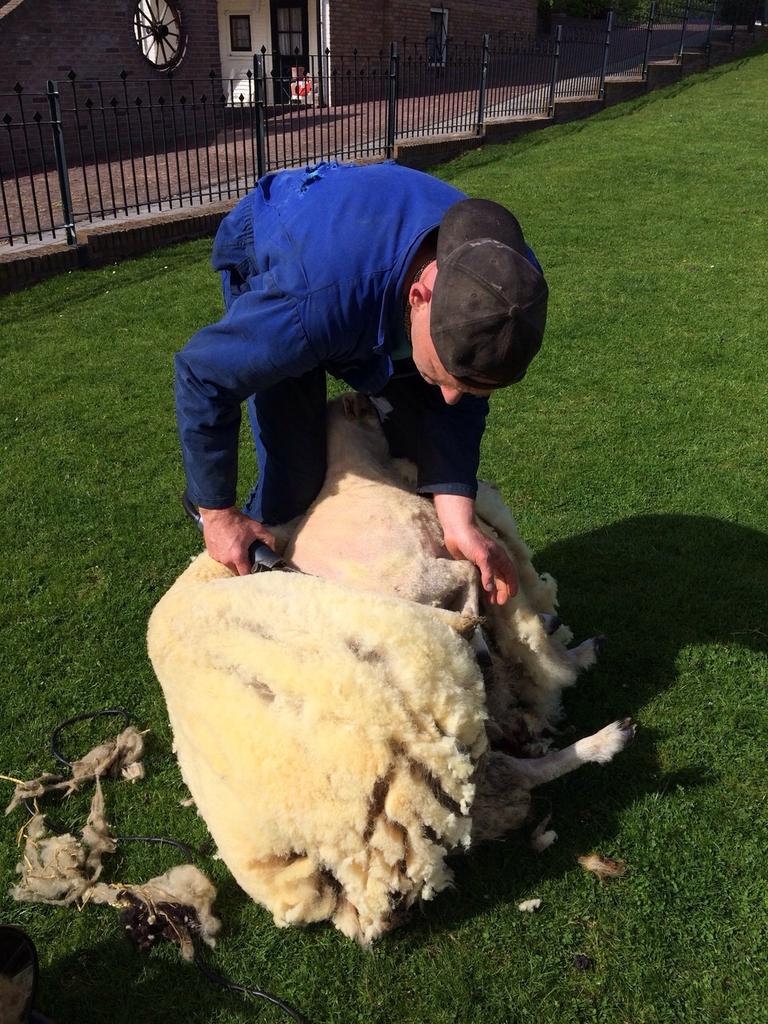 Schapen en alpaca’s scheren, Meerdere dieren, Schaap