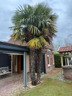 Twee grote palmbomen | GRATIS, Tuin en Terras, Planten | Bomen, 100 tot 250 cm, Zomer, Palmboom, Ophalen