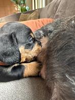 Prachtige ruwharige black and tan teckel pups, Parvo, Reu, 8 tot 15 weken, Korthaar