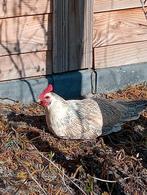 Kippen/hennen, Dieren en Toebehoren, Vrouwelijk, Kip