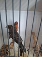 Koppel Mexicaanse roodmus, Meerdere dieren