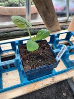 Laatste courgette plantje, Ophalen, Eenjarig, Groenteplanten, Volle zon