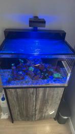 Zeer compleet zee aquarium blue marine 160, Ophalen, Zo goed als nieuw, Gevuld zeewateraquarium