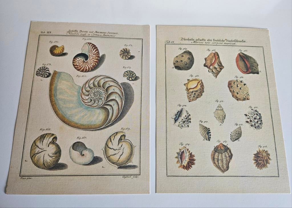 Antieke Schelpen Prints - Nautilussen en Stekelkoralen, Ophalen
