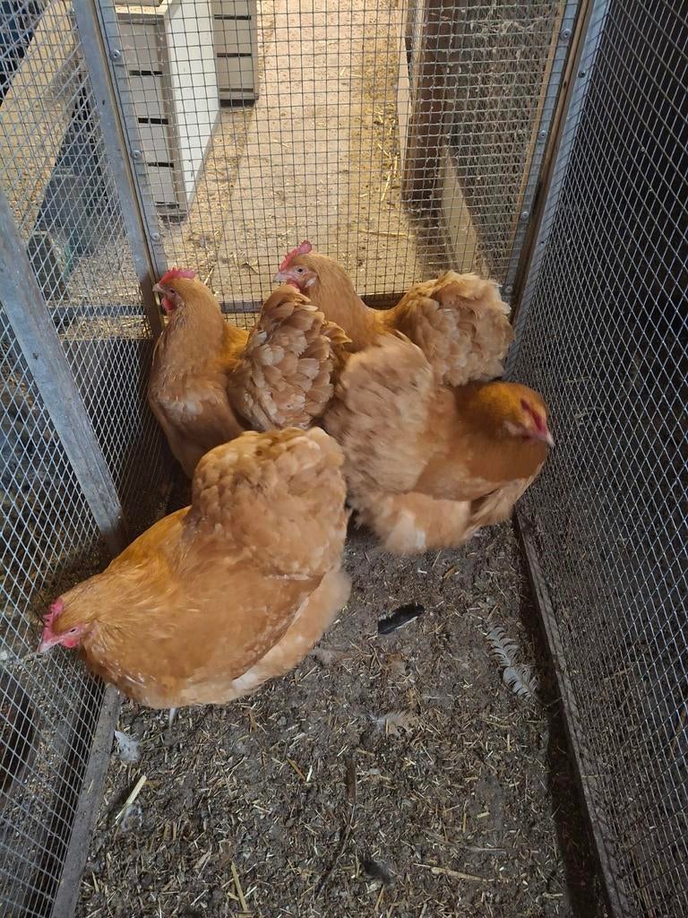1 haan en 4 hennen orpington buff groot, Dieren en Toebehoren, Meerdere dieren, Kip