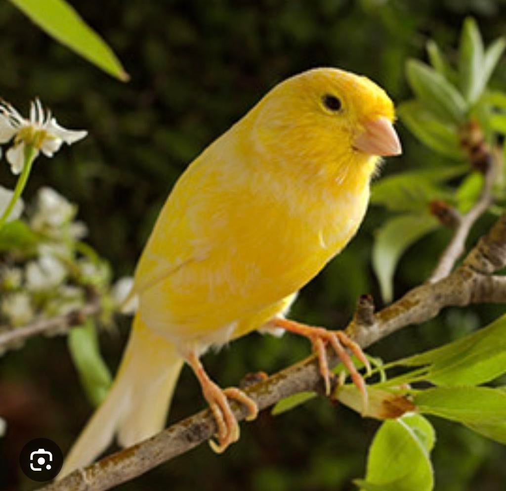 Gezocht!, Dieren en Toebehoren, Mannelijk, Kleurkanarie
