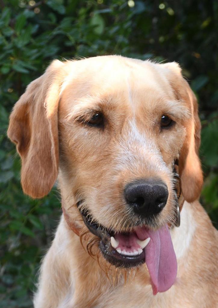 🐶 Juna zoekt een liefdevol thuis, Particulier, Buitenland, Teef, Parvo
