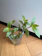 🌱 Vaderplant Trandescantia green hill gewortelde stekjes, Bloeiende kamerplant, Ophalen, Halfschaduw, Minder dan 100 cm