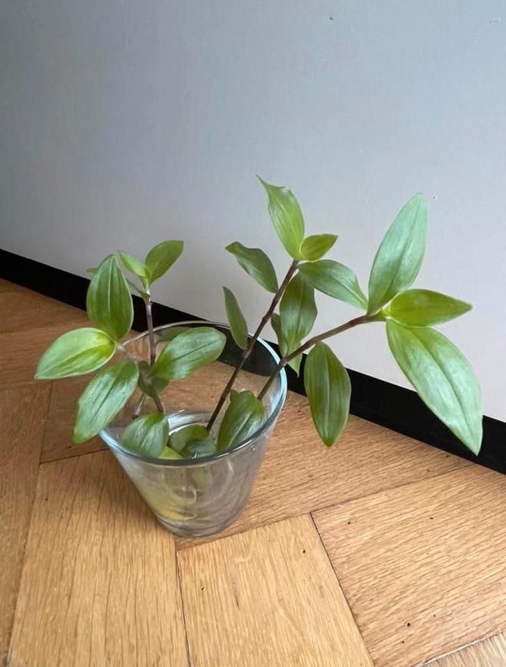 🌱 Vaderplant Trandescantia green hill gewortelde stekjes, Huis en Inrichting, Kamerplanten, Minder dan 100 cm, Bloeiende kamerplant