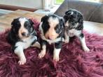 Border collie puppy's, Dieren en Toebehoren, Reu, 8 tot 15 weken, Parvo, Meerdere