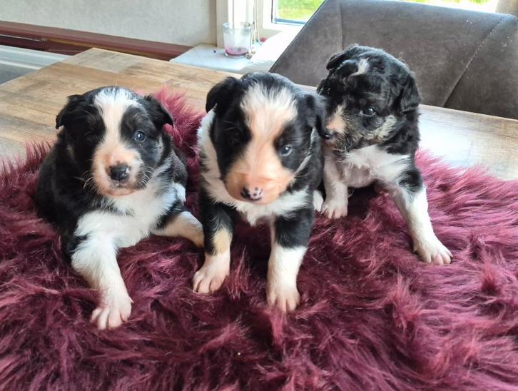 Border collie puppy's, Dieren en Toebehoren, Honden | Niet-rashonden, Middel, Reu, Fokker | Hobbymatig, Meerdere, Nederland, 8 tot 15 weken