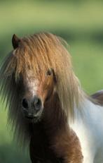 Stukje land gezocht, Dieren en Toebehoren