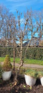 Grote appelboom Golden Delicious, Ophalen, 250 tot 400 cm, Appelboom, Lente