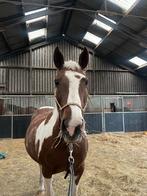 Verschillende soorten paarden spullen, Ophalen of Verzenden, Zo goed als nieuw, Overige soorten
