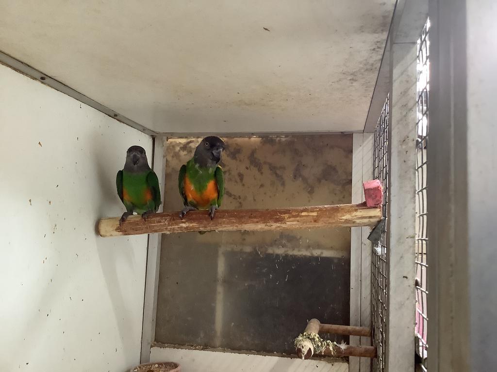 Te koop koppel bonte boer roodbuik, Meerdere dieren, Parkiet