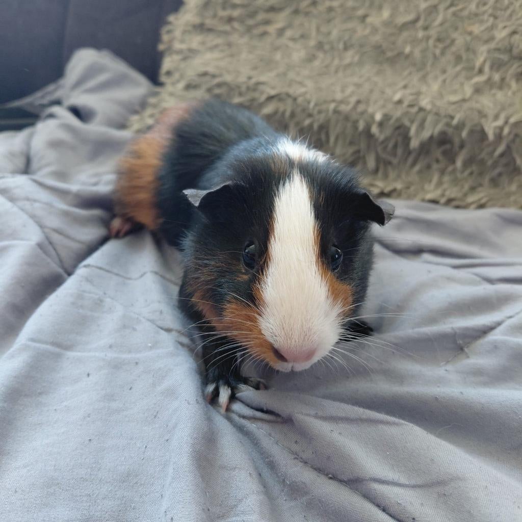 2 cavia's zeugjes, Cavia, Vrouwelijk, Januari, Tam