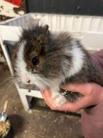 Baby Konijntjes, Meerdere dieren, Dwerg