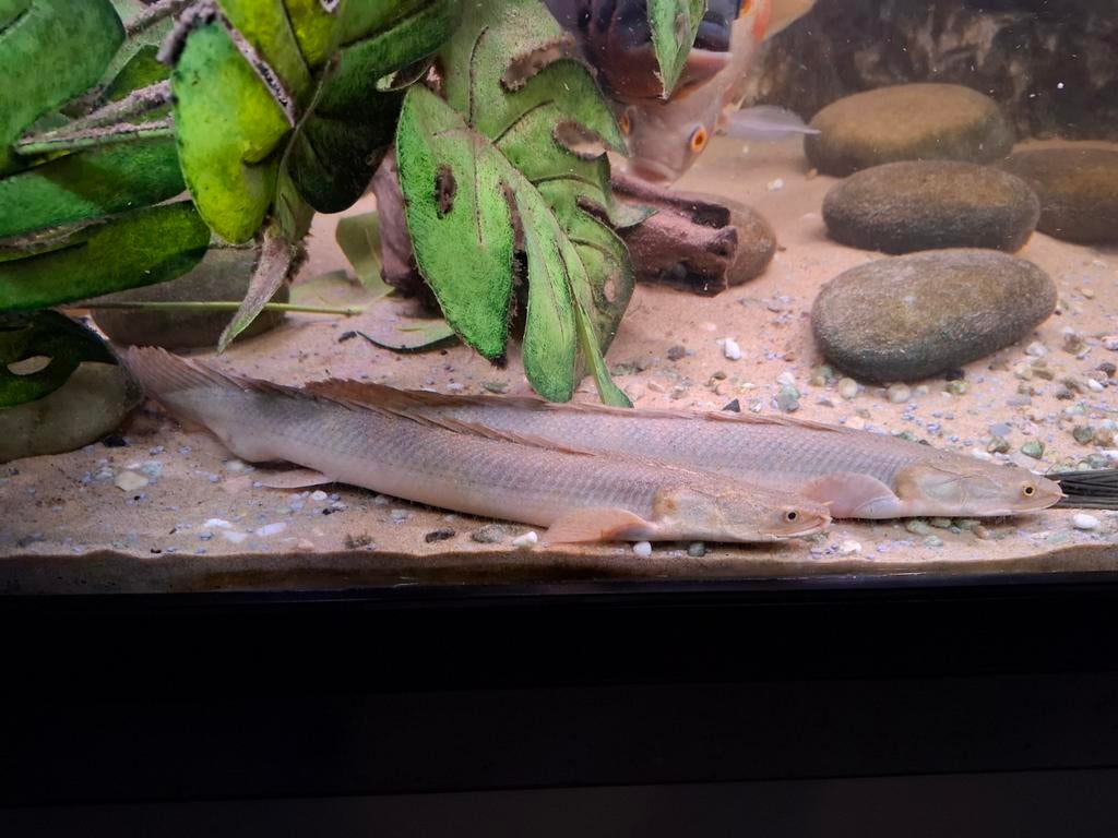 2 Polypterus senegalensis. 35-40 cm, Dieren en Toebehoren, Vissen | Aquariumvissen, Vis
