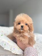 Exclusieve Maltipoo F1 pup ( Maltezer/Asian Toy Poedel), Dieren en Toebehoren, Particulier, Overige rassen, 8 tot 15 weken, Buitenland