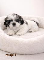 Super mooi gezonde boomer pups. Ook Choco en merle !, Parvo, Overige rassen, 8 tot 15 weken, Meerdere