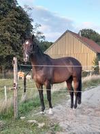 recreatie ruin 17 jaar, Dieren en Toebehoren, Met stamboom, Ruin, L, 11 jaar of ouder