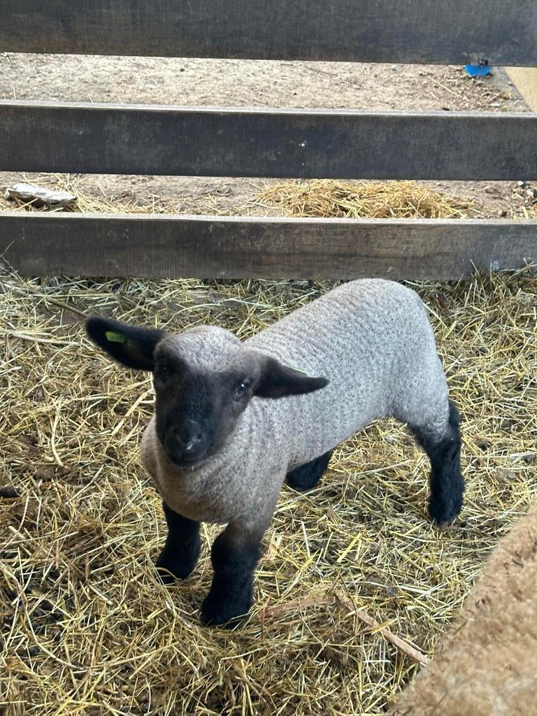 Hampshire down ooi met ramlam., Dieren en Toebehoren, Meerdere dieren, Schaap
