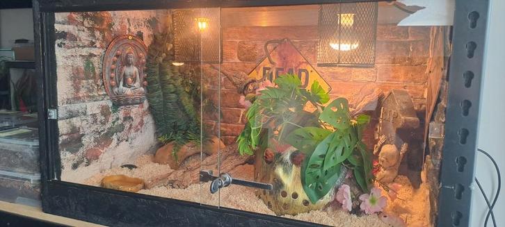 Osb terrarium 80x50x50 lees tekst, Dieren en Toebehoren, Reptielen en Amfibieën | Toebehoren, Zo goed als nieuw, Terrarium of Paludarium