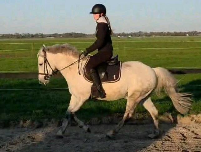 Allround (kinder) D-pony ruin, Dieren en Toebehoren, Pony's, Gechipt, Ruin, L, 7 tot 10 jaar