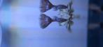 Singa Blue Tail guppen te koop!, Dieren en Toebehoren, Vissen | Aquariumvissen, Vis