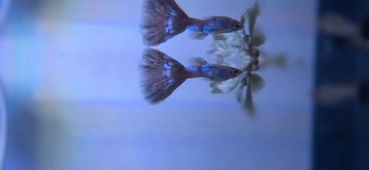 Singa Blue Tail guppen te koop!, Dieren en Toebehoren, Vissen | Aquariumvissen, Vis