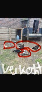 Mooie kippen, Dieren en Toebehoren, Pluimvee, Vrouwelijk, Kip