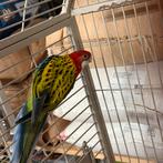 Rosella man, Mannelijk, Parkiet, Geringd