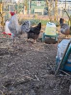 Kippen inclusief toebehoren, Meerdere dieren, Kip