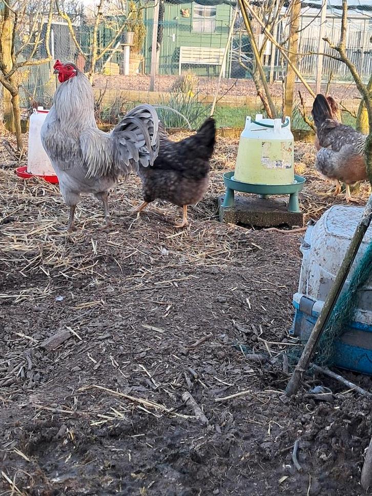 Kippen inclusief toebehoren, Dieren en Toebehoren, Pluimvee, Kip, Meerdere dieren