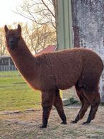 Alpaca hengst - halstermak, Juni, Mannelijk