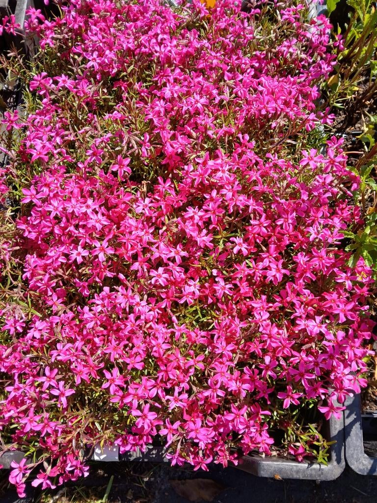 Phlox laag rose, Tuin en Terras, Ophalen, Overige soorten, Volle zon