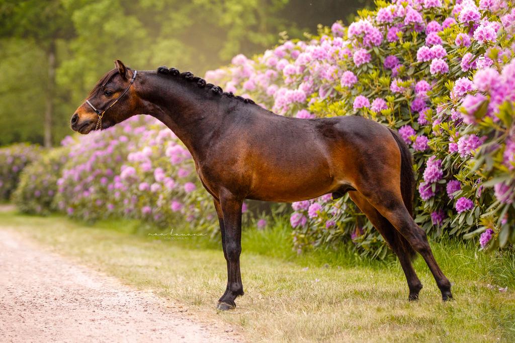 NMPRS 1e premie hengst met opwaartse bewegingen, Dieren en Toebehoren, Hengst