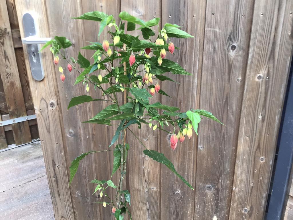 Aboeltion boompje, Tuin en Terras, Planten | Bomen, Ophalen, Volle zon, Overige soorten, Minder dan 100 cm