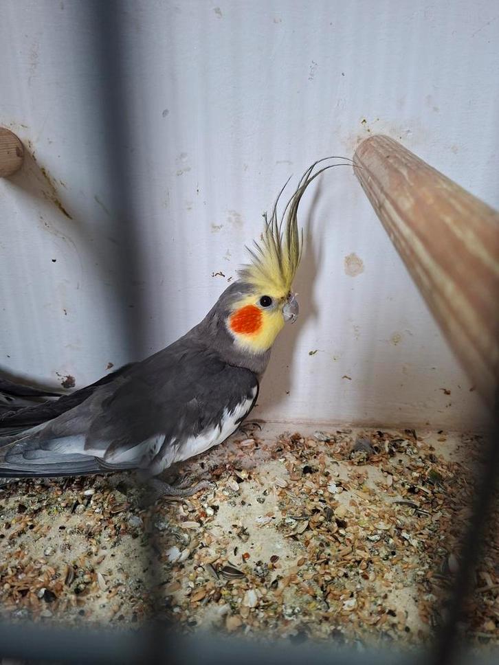 Mooie tt waardige valkparkiet mannen, Dieren en Toebehoren, Vogels | Parkieten en Papegaaien, Parkiet, Mannelijk, Geringd