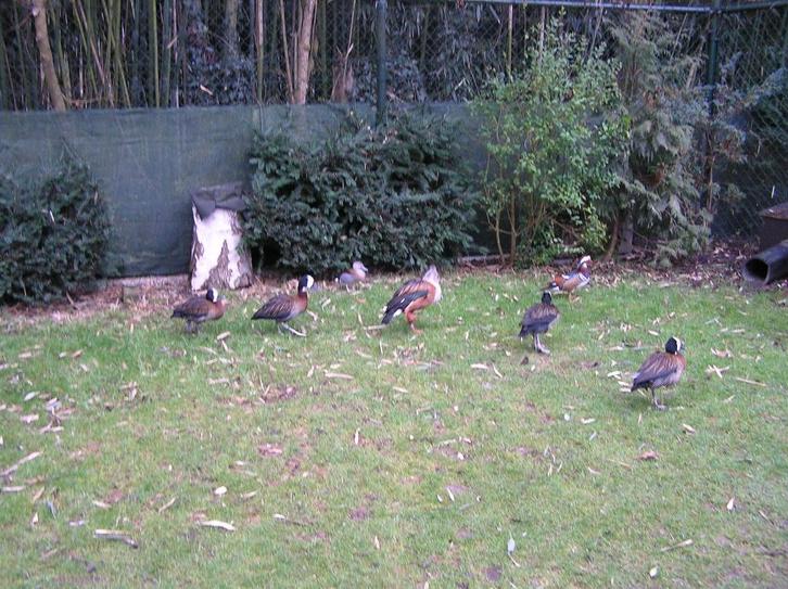 Sier eenden, Dieren en Toebehoren, Pluimvee, Eend, Meerdere dieren