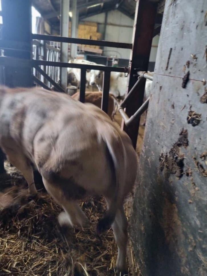 Mooie stamboek pimontese pinkjes, Dieren en Toebehoren, Vrouwelijk