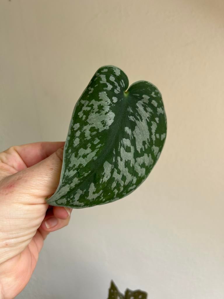 Scindapsus exotica, gewortelde stek, Ophalen of Verzenden, Halfschaduw, Minder dan 100 cm