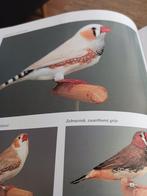 Wie heeft mooie span witte zebravinken te koop, Dieren en Toebehoren, Meerdere dieren, Parkiet