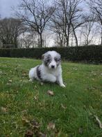 Border collie pups, Parvo, 8 tot 15 weken, Collie, Meerdere