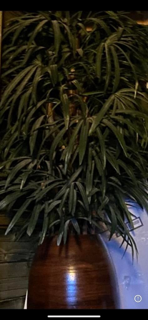 Grote palm in pot - perfect voor elke kamer, Huis en Inrichting, Kamerplanten, Palm, In pot, 150 tot 200 cm, Groene kamerplant