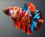 Betta splendens - Koi Nemo vrouw - Koidream Valburg